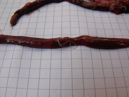 Anisakis (?) su Scomber colias - immagini splatter-